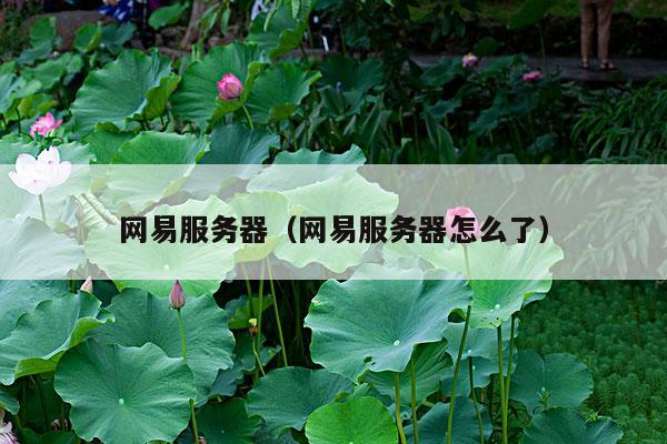 网易服务器(网易服务器怎么了)