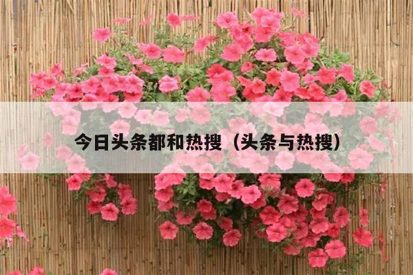 今日头条都和热搜(头条与热搜)
