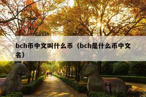 bch币中文叫什么币(bch是什么币中文名)
