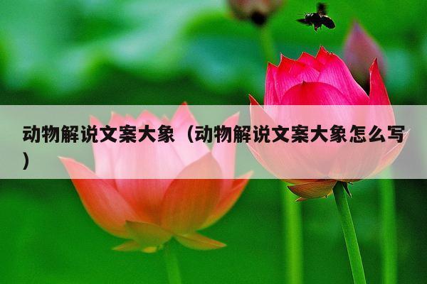 动物解说文案大象（动物解说文案大象怎么写）