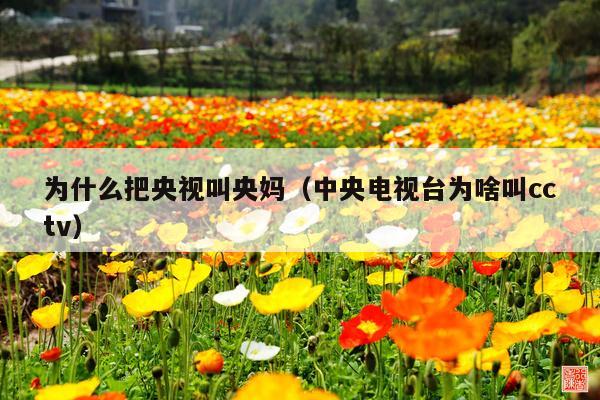 为什么把央视叫央妈(中央电视台为啥叫cctv)