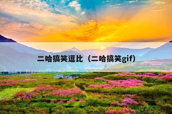 二哈搞笑逗比(二哈搞笑gif)